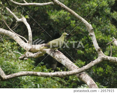 Ryukyu Ao Bato 2057915