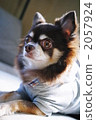 long coat, chihuahua, animal 2057924
