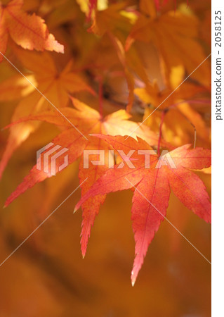 楓樹 紅楓 楓葉 2058125