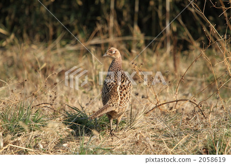 pheasant pheasant 2058619