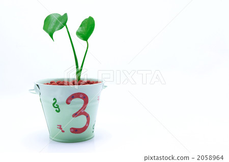 Small potted plants Small potted plants 2058964