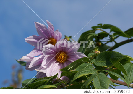 Emperor Dalia Is there a supermassive grass 4m? Emperor Dalia Is there a supermassive grass 4m? 2059053