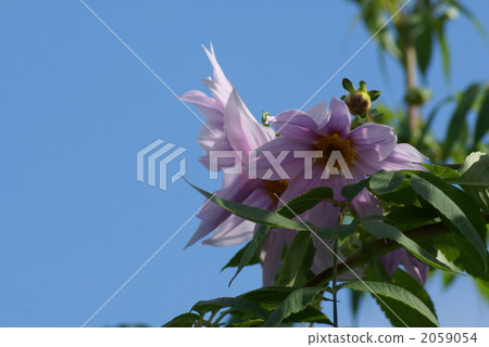 Emperor Dalia Is there a supermassive grass 4m? Emperor Dalia Is there a supermassive grass 4m? 2059054