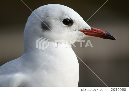 What are you staring at? 2059060