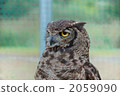 鳥兒 鳥 貓頭鷹 2059090