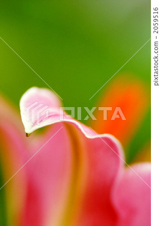 lily, bloom, blossom 2059516