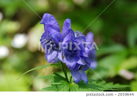 aconitum, alpine plant, botanic 2059644
