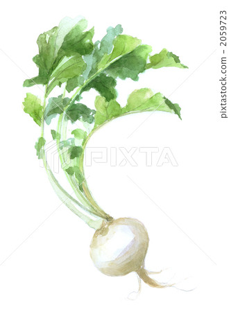 天王寺蘿蔔 天王寺蘿蔔 2059723