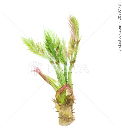 塔拉的芽 塔拉的芽 2059778