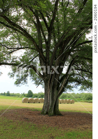 Harunew and pasture roll 4 in Toyoko cho 2060194