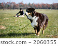 Sheep dog (Australian Shepherd) 1 2060355