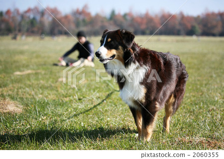 Sheep dog (Australian Shepherd) 1 2060355