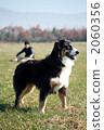 Sheep dog (Australian Shepherd) 2 2060356