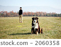 Sheep dog (Australian Shepherd) 3 2060358