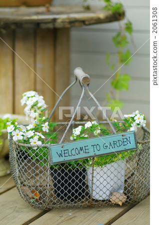 雪花 斯特拉 花朵 2061308