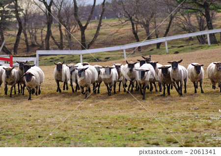 many, sheep farming, suffolk 2061341
