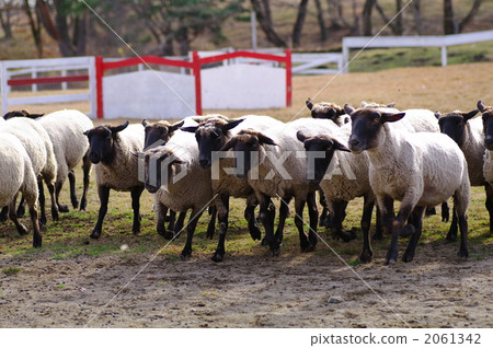 很多 牧羊場 薩福克 2061342