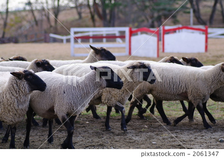 薩福克 牧羊場 綿羊 2061347