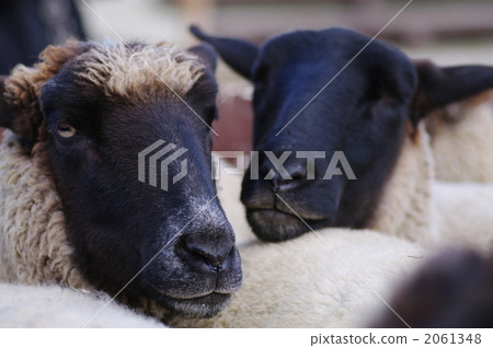 sheep farming, suffolk, sheep 2061348
