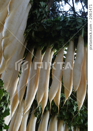 幹蘿蔔 幹蘿蔔 2061471