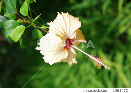 九重葛 植物 植物學 2061472