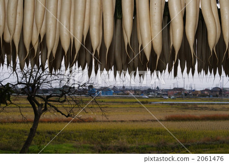 Dried radish 2061476