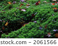 moss, dead leaf, dry leaves 2061566