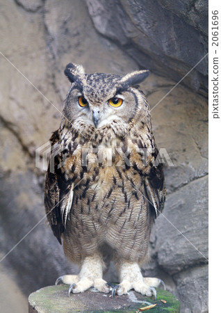 雕鴞 貓頭鷹 動物 2061696