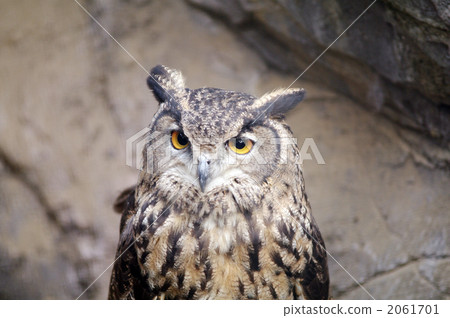 貓頭鷹 雕鴞 動物 2061701