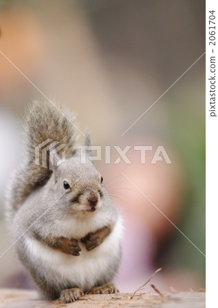 陸生動物 松鼠 日本松鼠 2061704
