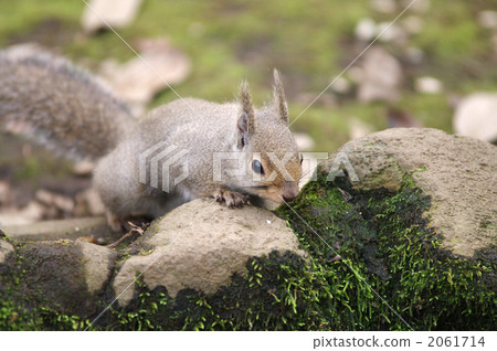 陸生動物 松鼠 日本松鼠 2061714
