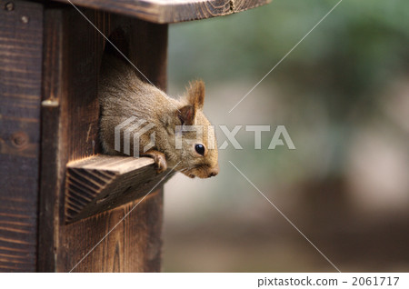 land animal, japanese squirrel, terrestrial animal 2061717
