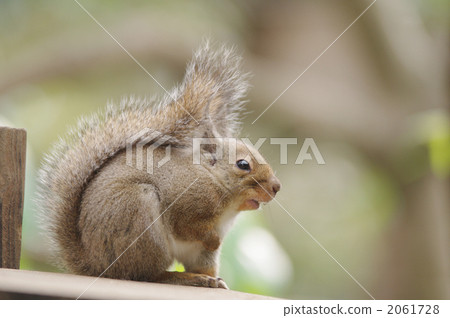 陸生動物 松鼠 日本松鼠 2061728