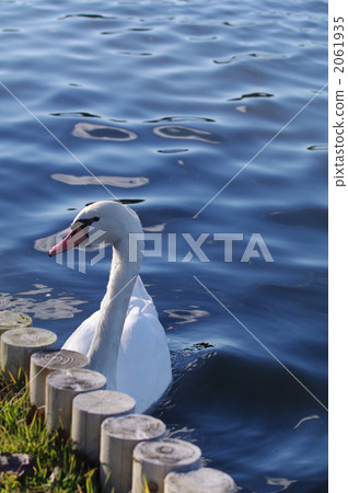 mute swan, bird, birds 2061935