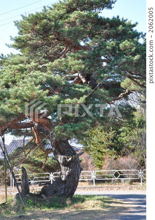 pine tree, pine trees, coniferous tree 2062005