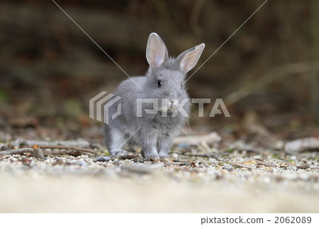 Fluffy Puppy Rabbit Fluffy Puppy Rabbit 2062089
