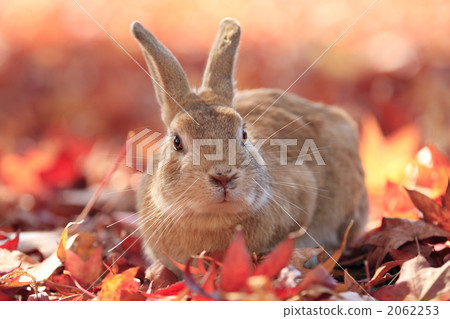 Carpet and rabbit of deciduous leaves 2062253