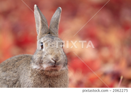 落葉的地毯和兔子 2062275