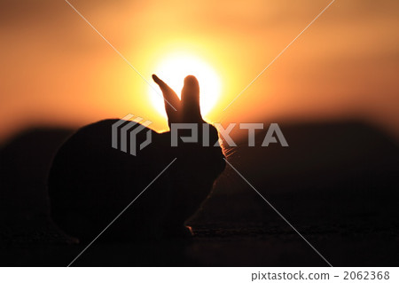 Rabbit at dusk Rabbit at dusk 2062368