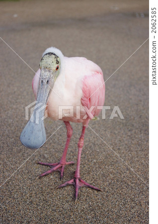 Benifera Benifera 2062585