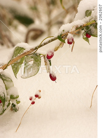 tsururindou real, maianthemum dilatatum fruit, plant 2062607