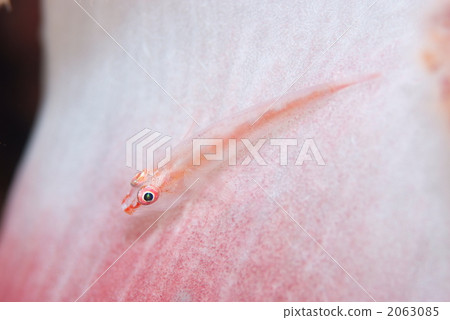 Umi Takehase的伴侶 2063085