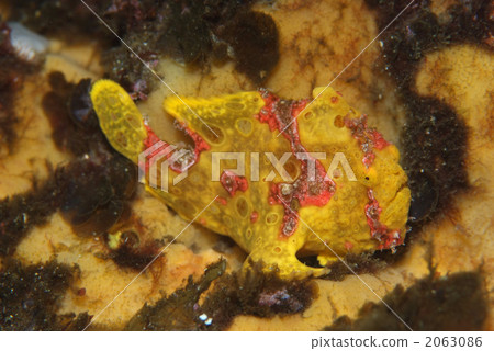 Iro青蛙anko 2063086