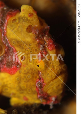 Iro青蛙anko Iro青蛙anko 2063087