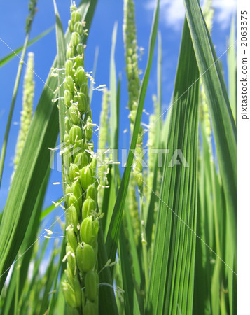 米花 - 垂直切開 2063375