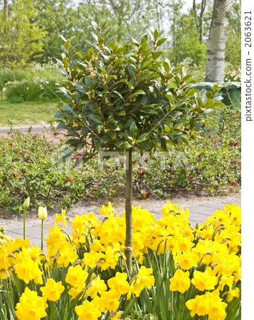 月桂園藝荷蘭 2063621