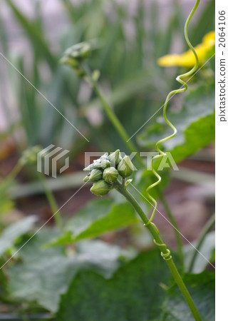 Loofah's bud 2064106