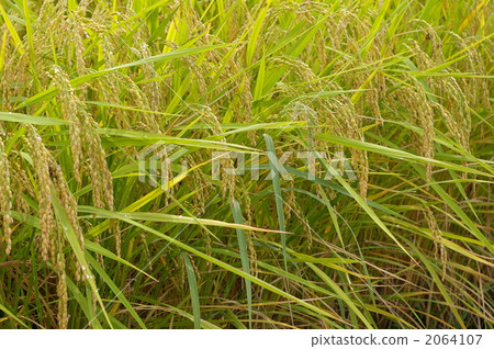 Rice field 2064107