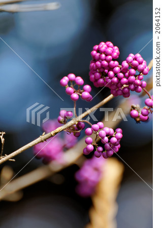 Fresh sea bream fruit 2064152