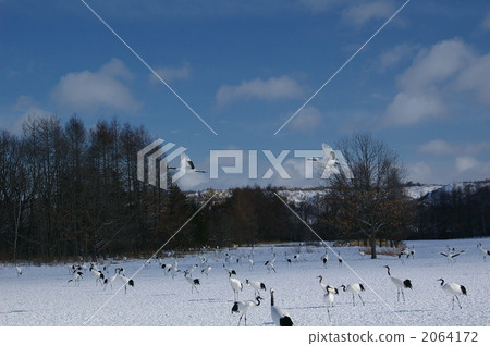 crane, cranes, red-crowned crane 2064172
